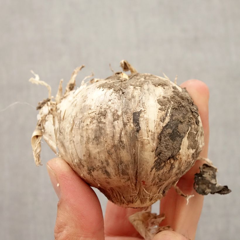 Example of Ail d'ornement - Allium Pinball Wizard Bulbe size 20+ as you get in automne