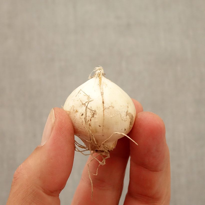 Example of Ail d'ornement - Allium Red Mohican Bulbe size 10+ as you get in automne