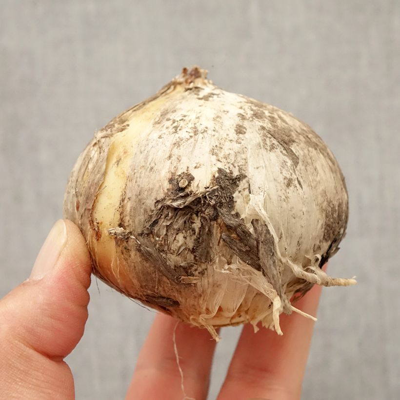 Example of Ail d'ornement - Allium Round and Purple Bulbe size 18/20 as you get in automne