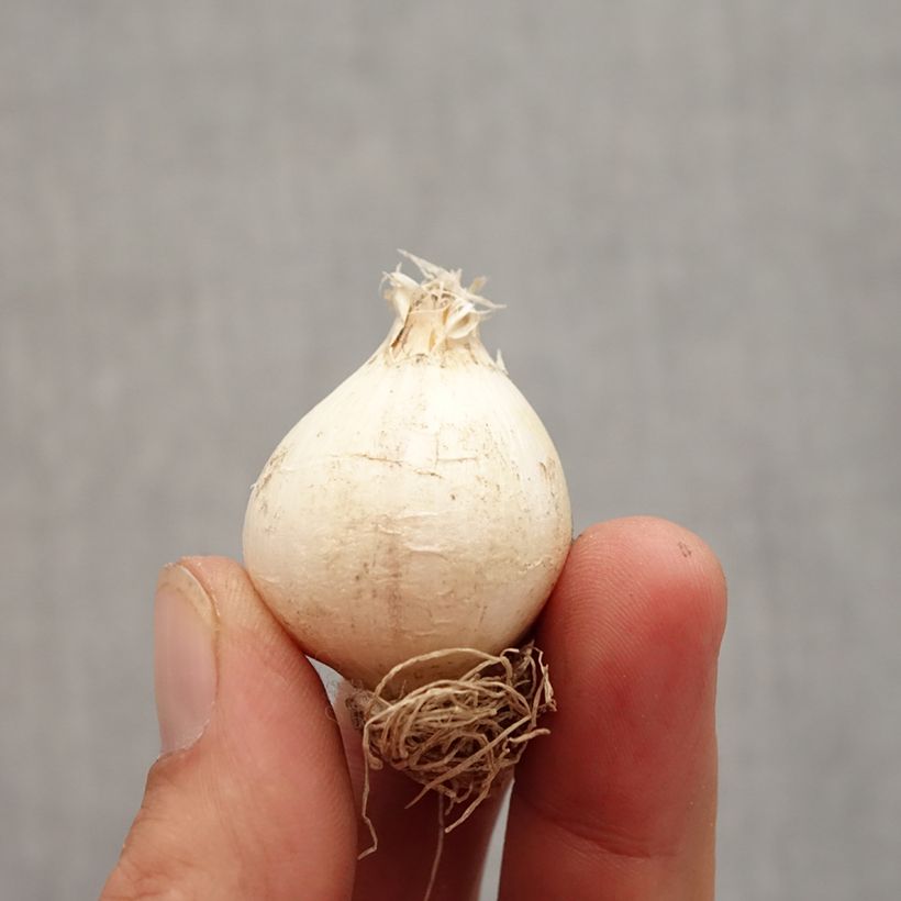 Example of Ail d'ornement - Allium schubertii Bulbe size 12+ as you get in automne
