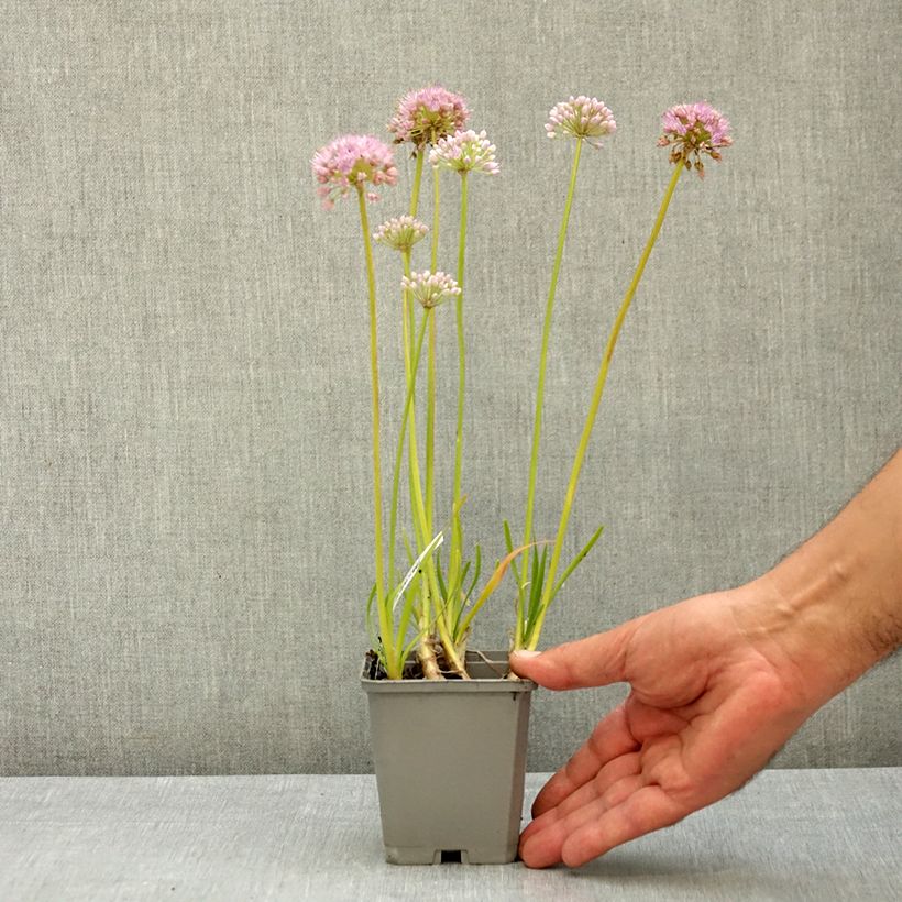 Example of Ail d'ornement - Allium senescens In Orbit Godet de 8/9 cm size I as you get in ete