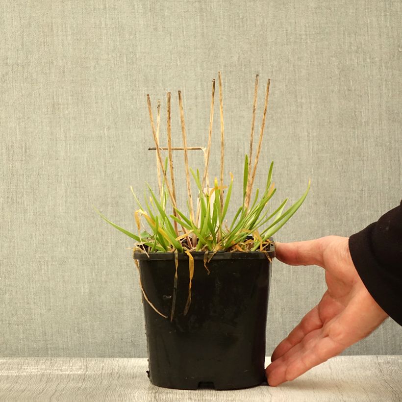 Example of Ail d'ornement - Allium senescens In Orbit Pot de 2L/3L as you get in automne