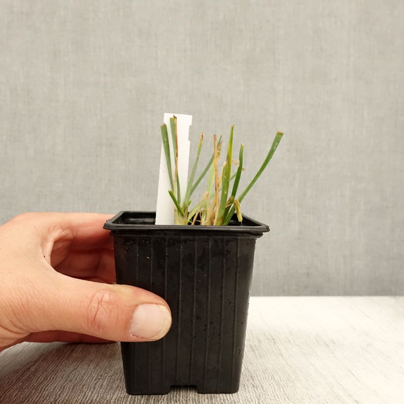 Example of Ail d'ornement - Allium senescens Lisa Blue Godet de 8/9 cm size I as you get in automne