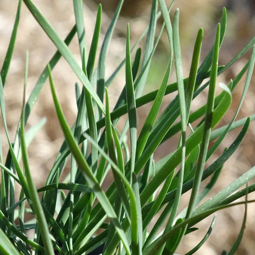 Ail d'ornement - Allium senescens Lisa Blue (Foliage)