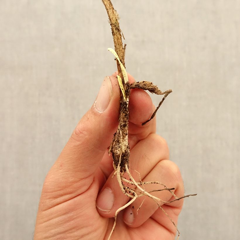 Example of Ail d'ornement - Allium senescens subsp. montanum Bulbe size I as you get in automne