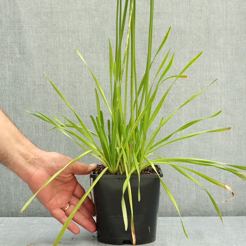 Example of Ail d'ornement - Allium senescens Summer Beauty Pot de 2L/3L size I as you get in ete