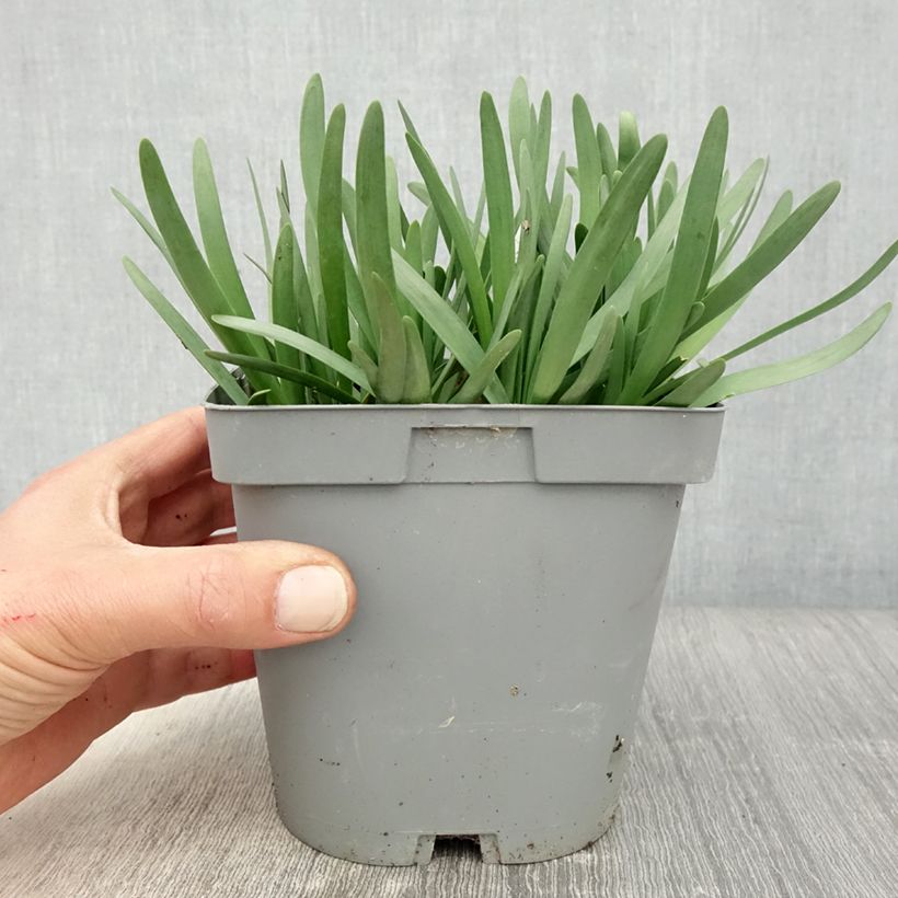 Example of Ail d'ornement - Allium Serendipity Pot de 2L/3L as you get in printemps