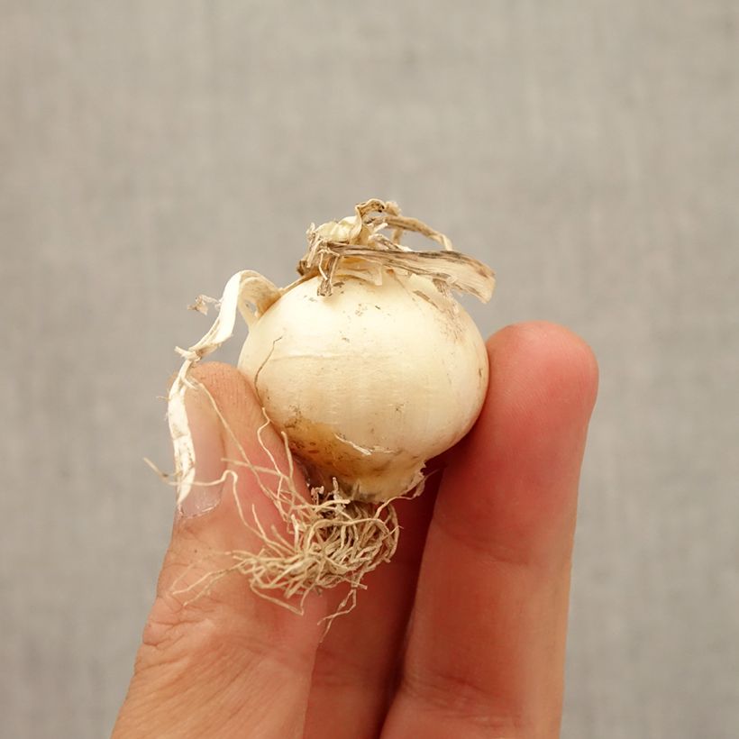 Example of Ail d'ornement - Allium Silver Spring Bulbe size 10/12 as you get in automne