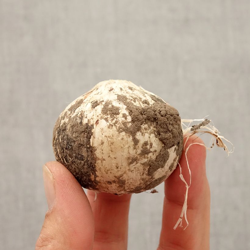 Example of Ail d'ornement - Allium Statos Bulbe size 12/14 as you get in automne