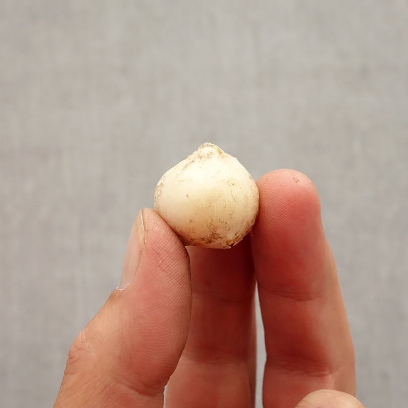 Example of Ail d'ornement - Allium unifolium Bulbe size 5+ as you get in automne