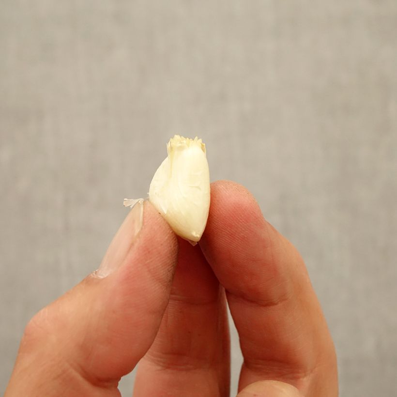 Example of Ail d'ornement - Allium White Cloud Bulbe size 7+ as you get in automne