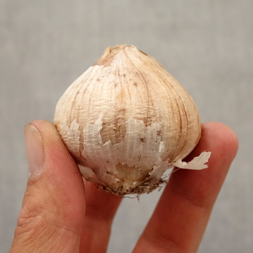 Example of Ail d'ornement Etoile de Perse - Allium christophii ou albopilosum Bulbe size 12+ as you get in automne