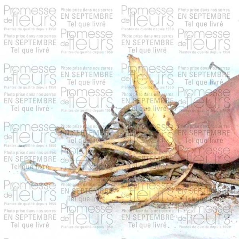 Example of Ail des ours - Allium ursinum (Bulbes) Bulbe size I as you get