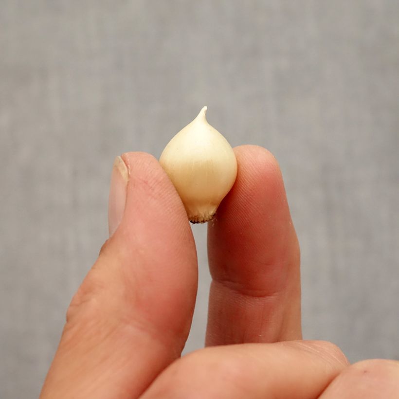 Example of Ail rocambole - Allium scorodoprasum Bulbe size 5+ as you get in automne