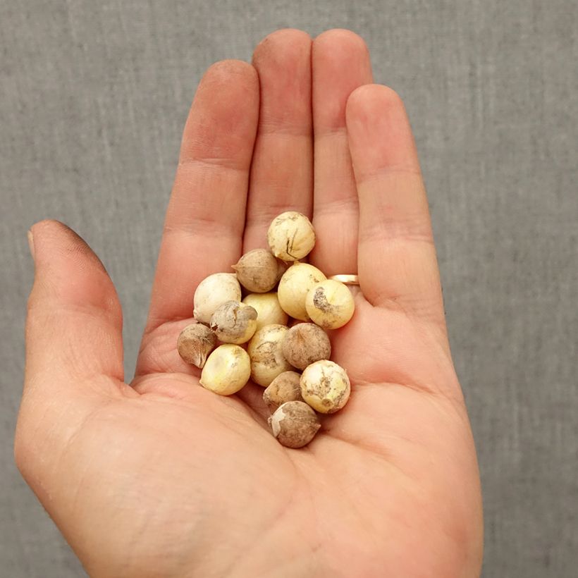 Example of Ails d'ornement nains en mélange - Allium Bulbe size 5+ as you get in automne