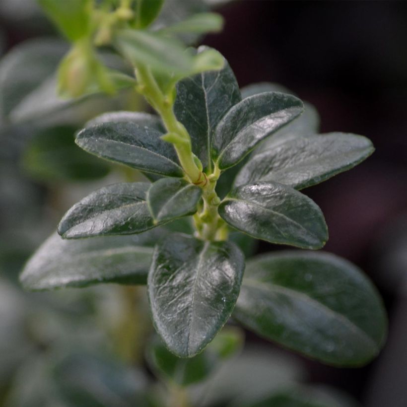 Airelle, Vaccinium vitis idaea (Foliage)