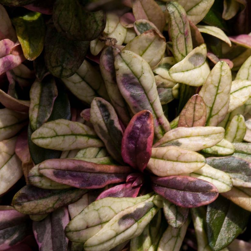 Bugle rampante - Ajuga tenorii Dixie Chip (Foliage)
