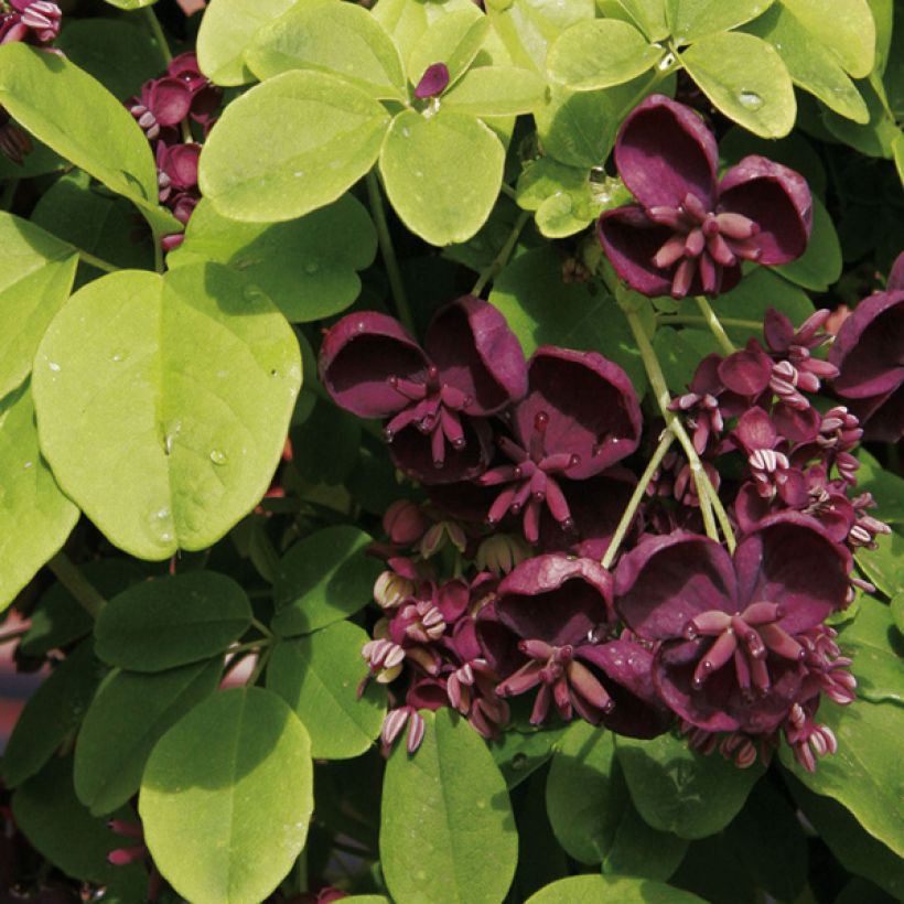 Akebia quinata - Akébie à cinq feuilles (Flowering)
