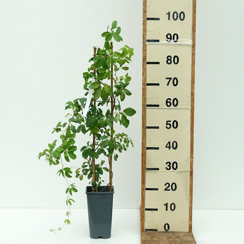 Example of Akebia quinata Alba - Akébie à cinq feuilles Pot de 3L/4L as you get in ete