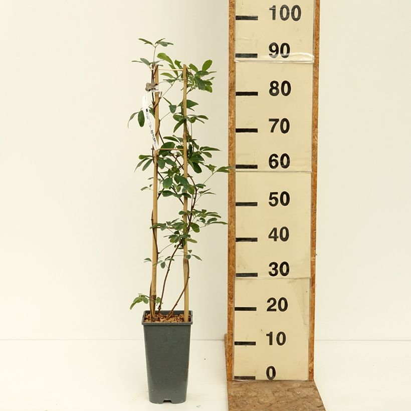 Example of Akebia quinata Silver Bells Pot de 2L/3L as you get in ete