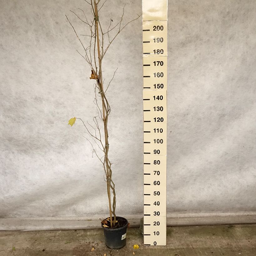 Example of Alangium chinense Pot de 7,5L/10L as you get in automne