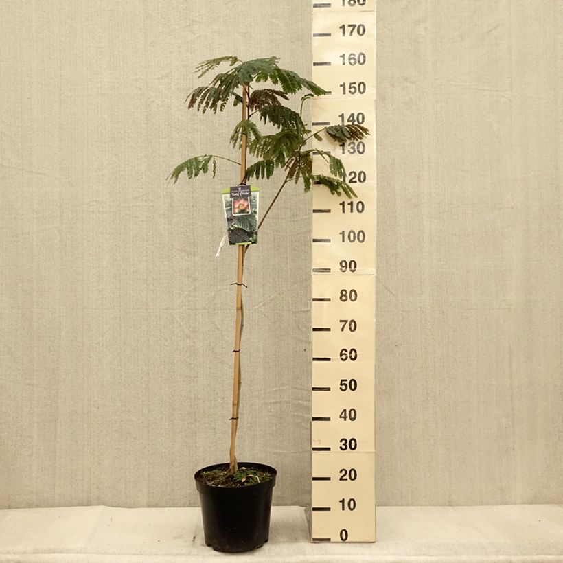 Example of Albizia julibrissin Evey's Pride - Arbre de soie Pot de 7,5L/10L as you get in automne