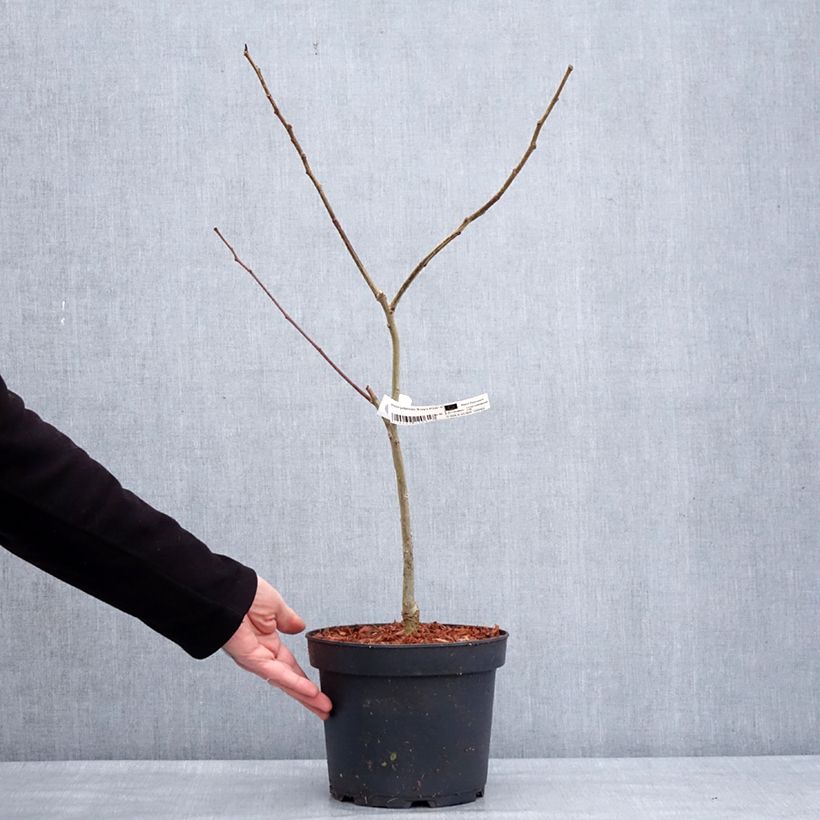 Example of Albizia julibrissin Evey's Pride - Arbre de soie Pot de 4L/5L as you get in hiver