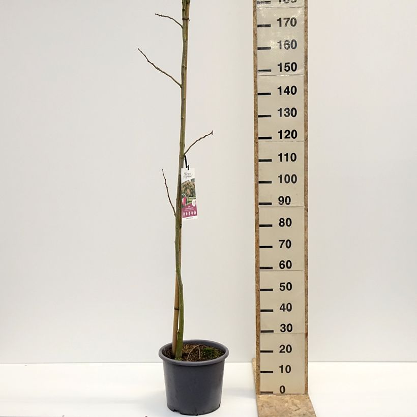 Example of Albizia julibrissin Rouge Selection - Arbre à soie Pot de 12L/15L, Baliveau as you get in hiver