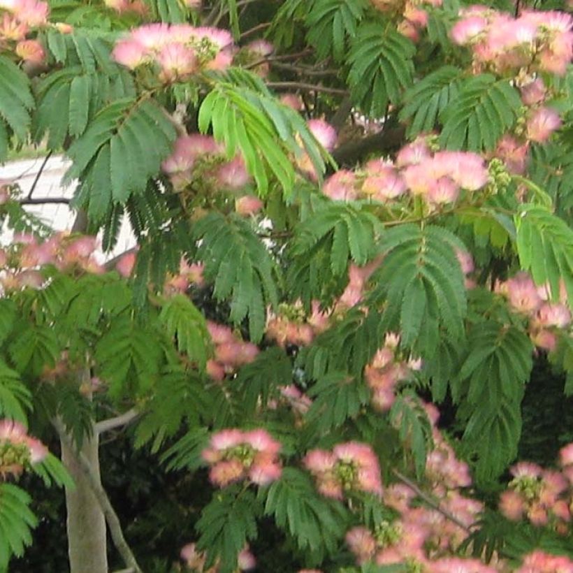 Albizzia Tropical Dream - Arbre à soie (Foliage)
