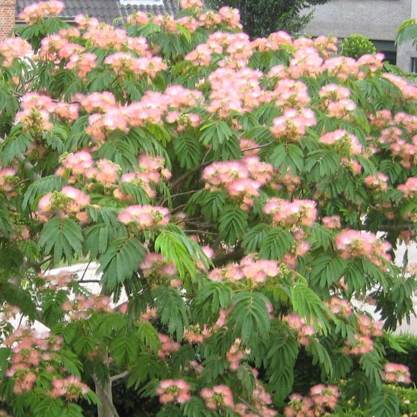 Albizzia Tropical Dream - Arbre à soie (Flowering)