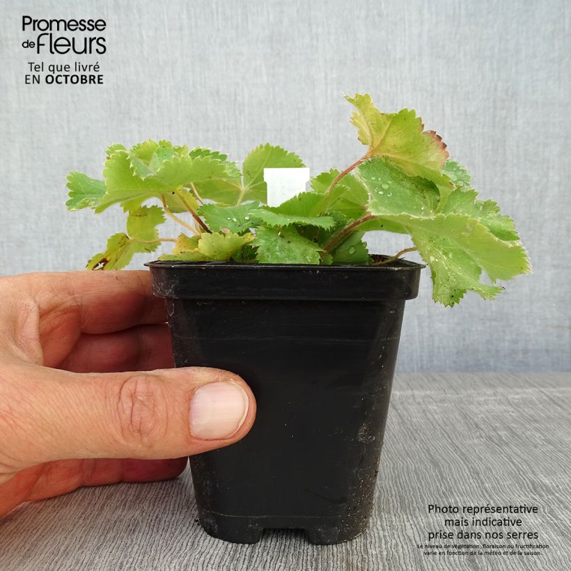 Example of Alchemille Thriller - Alchemilla mollis Godet de 8/9 cm as you get in automne