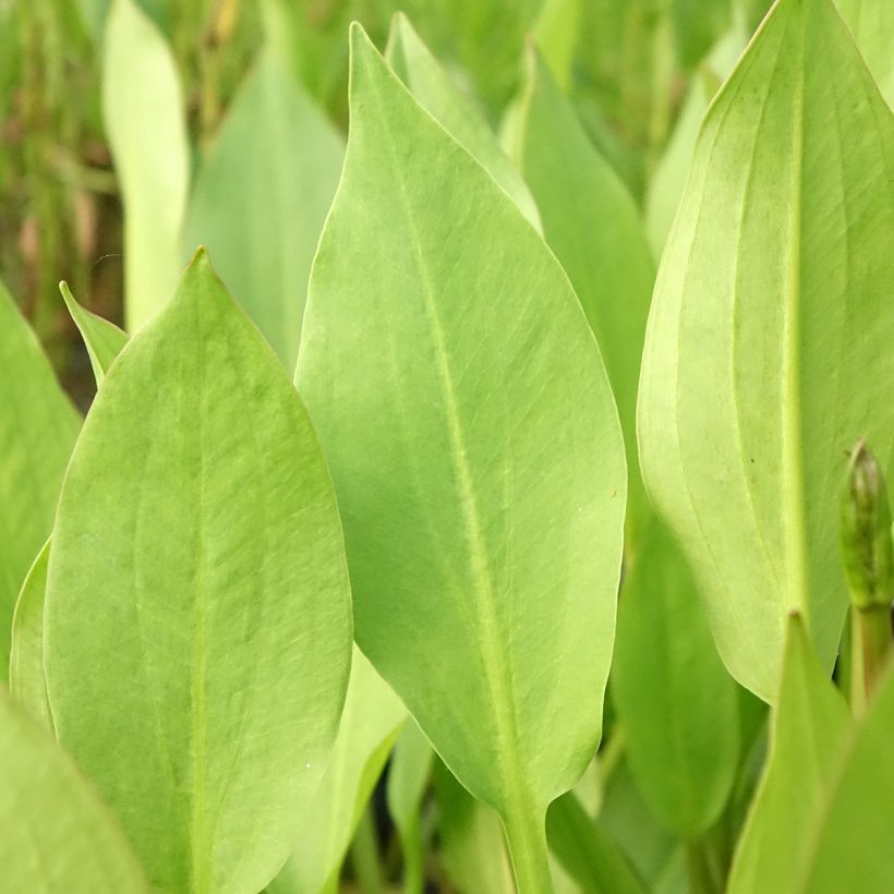 Alisma lanceolatum - Plantain d'eau à feuilles lancéolées (Foliage)