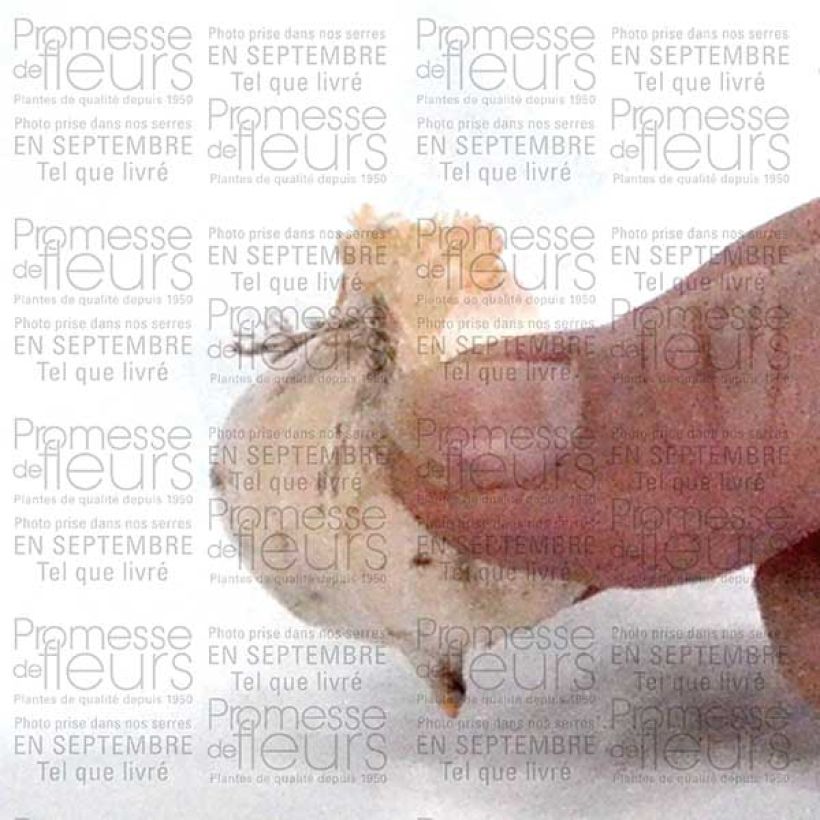 Example of Ail d'ornement - Allium bulgaricum ou nectaroscordum Bulbe size 8/10 as you get