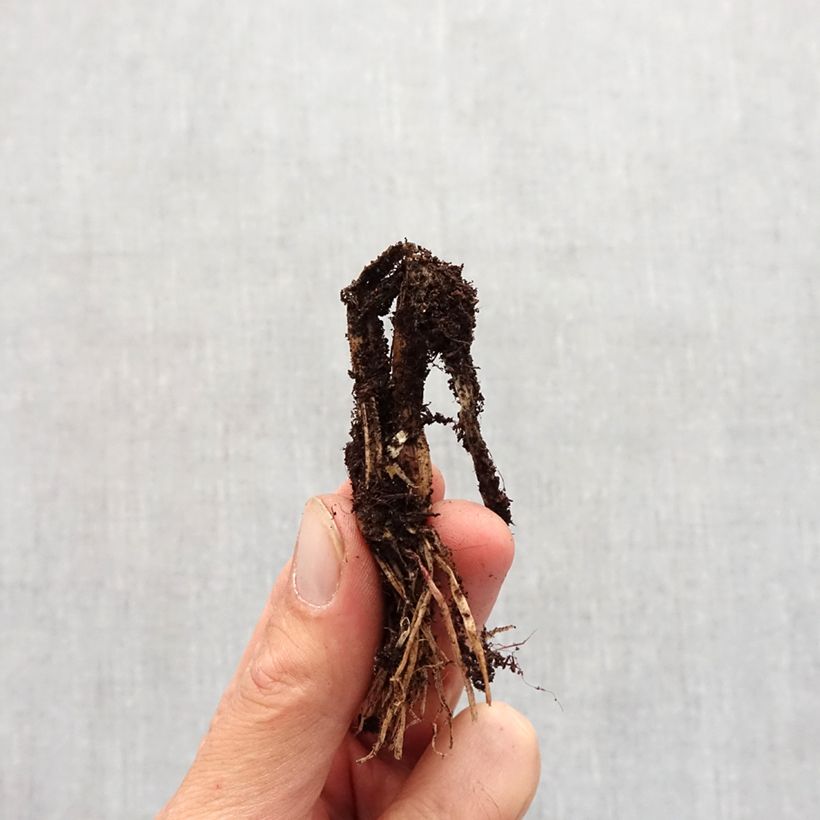 Example of Allium ledebourianum - Ciboulette de l'Altaï Bulbe size I as you get in automne