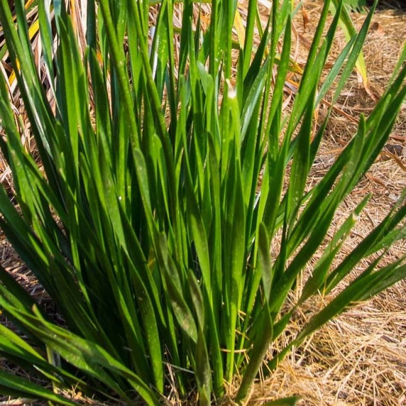 Ail d'ornement - Allium Millenium (Foliage)