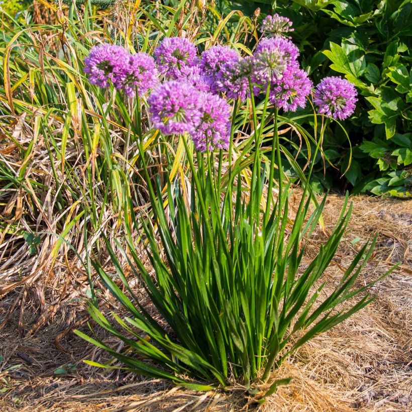 Ail d'ornement - Allium Millenium (Plant habit)