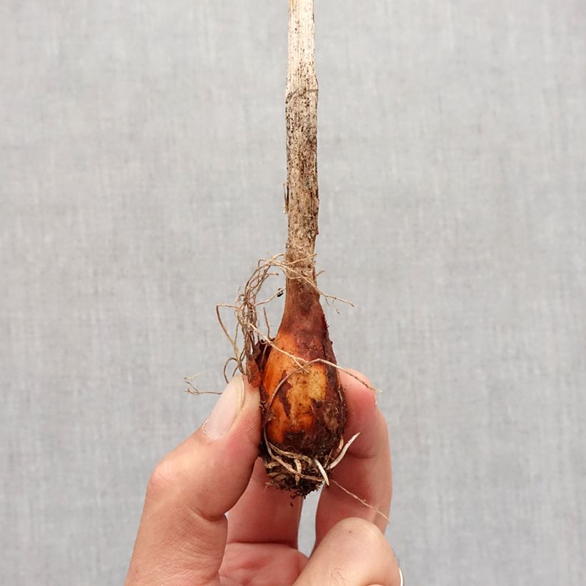 Example of Allium obliquum - Ail oblique Bulbe size I as you get in automne