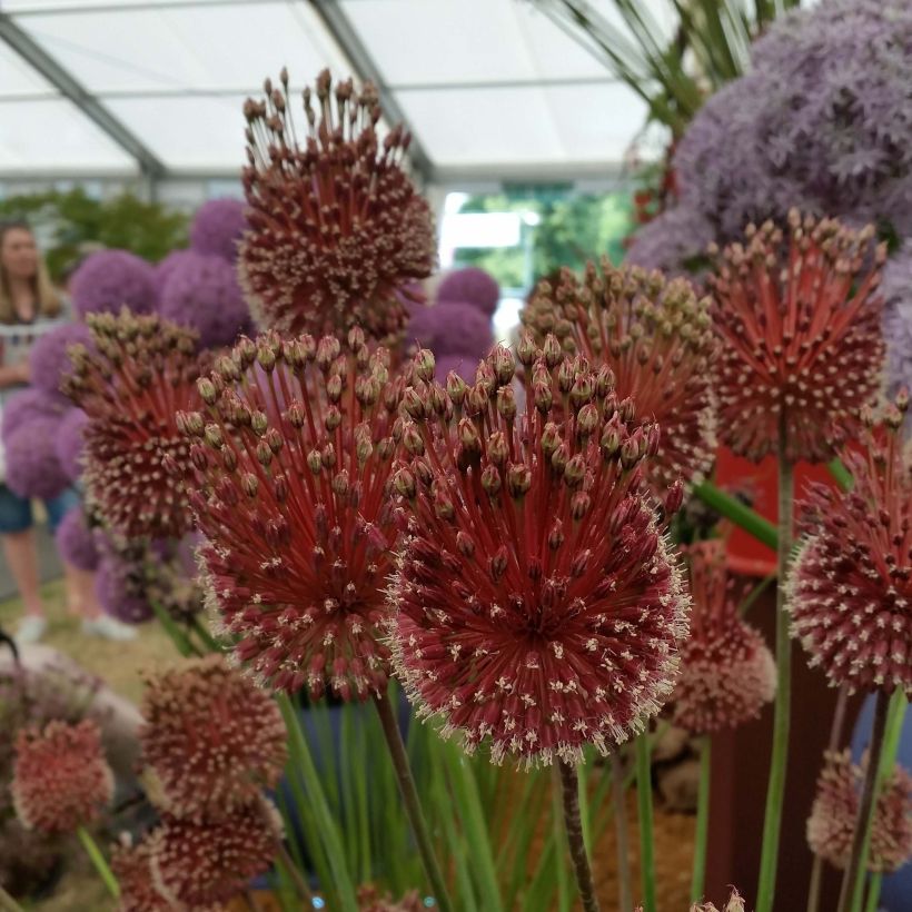 Ail d'ornement - Allium Red Mohican (Flowering)