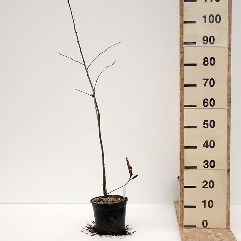 Example of Alnus spaethii - Aulne de Spaeth Pot de 3L/4L as you get in hiver