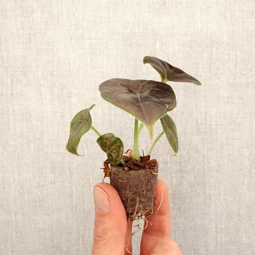 Example of Alocasia azlanii - Oreille d'éléphant Mini-plante as you get in printemps