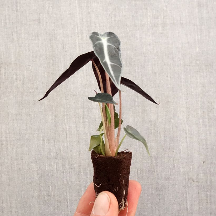 Example of Alocasia Bambino - Oreille d'éléphant Mini-plante as you get in printemps