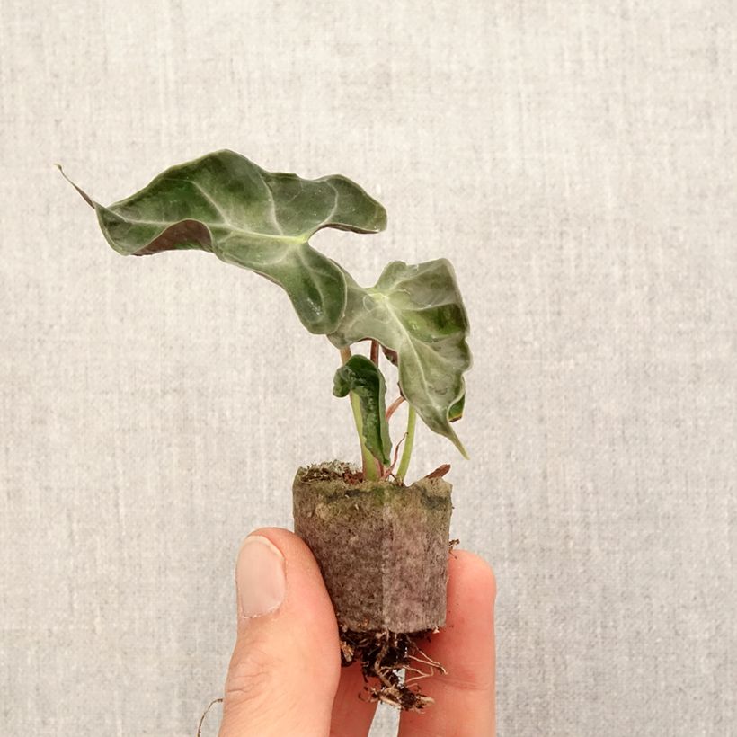 Example of Alocasia Loco - Oreille d'éléphant Mini-plante as you get in printemps