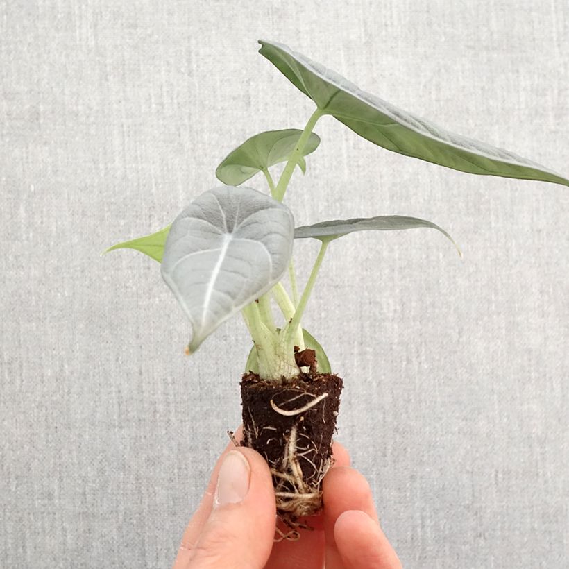 Example of Alocasia Maharani - Oreille d'éléphant Mini-plante as you get in printemps
