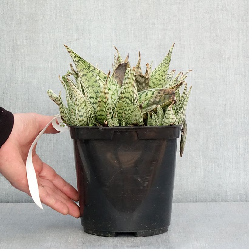 Example of Aloe Delta Lights Pot de 3L/4L as you get in hiver