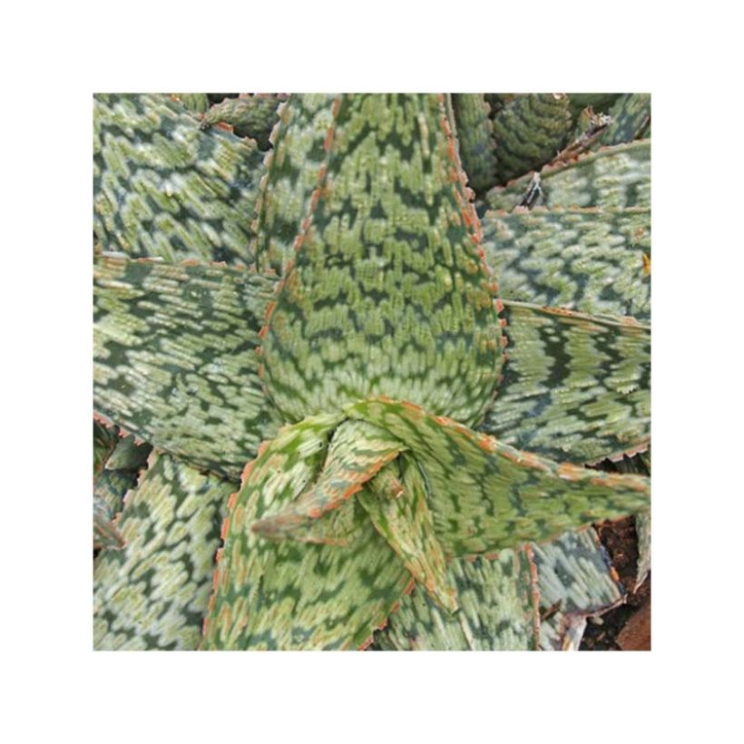 Aloe rauhii Cleopatra - Aloès Snowflake (Foliage)