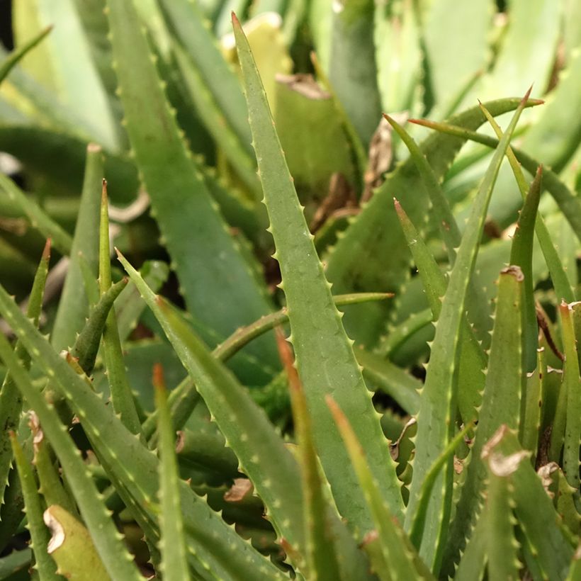 Aloe Safari Sunrise - Aloès (Foliage)