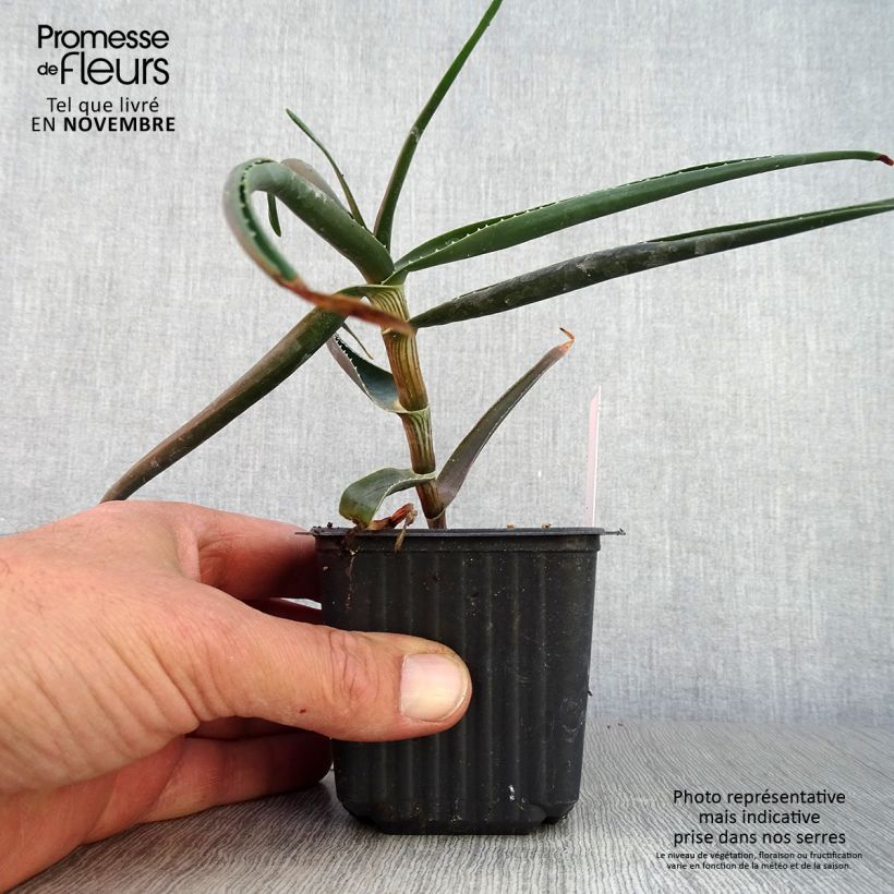 Example of Aloe striatula ArticJungle - Aloès arbustif Godet de 8/9 cm as you get in automne