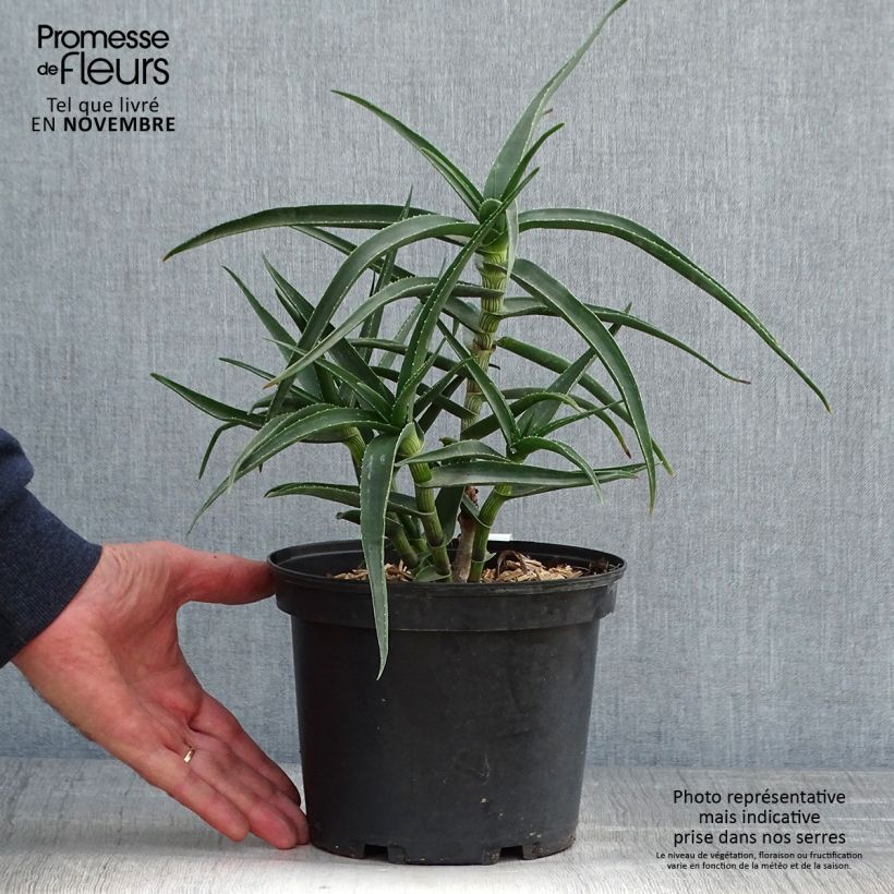 Example of Aloe striatula - Aloès arbustif Pot de 2L/3L as you get in automne