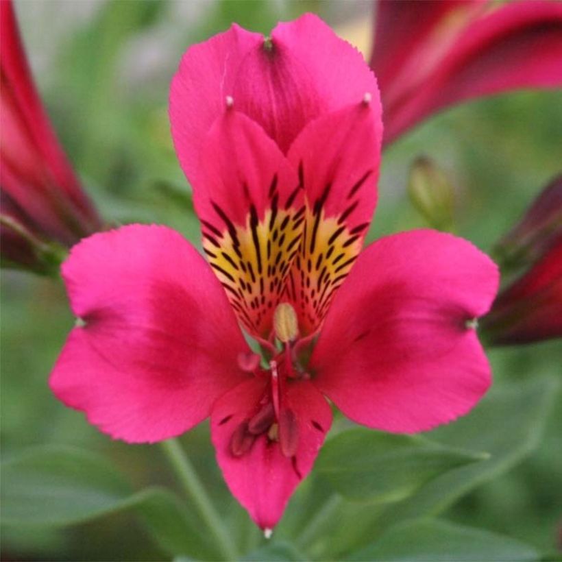Alstroémère Duc Arthur - Lys des Incas (Flowering)