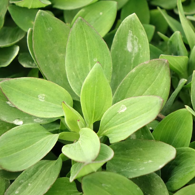 Alstroémère Duc Arthur - Lys des Incas (Foliage)